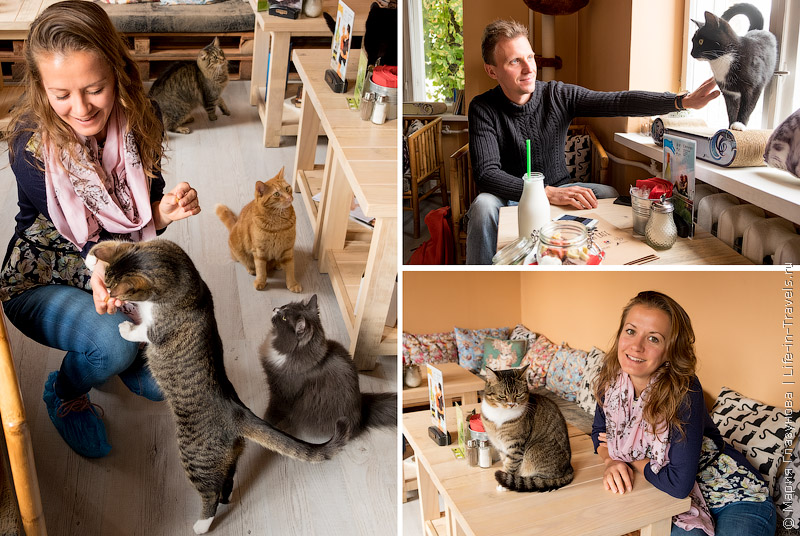 Cat cafe, Вильнюс Cat cafe, Вильнюс