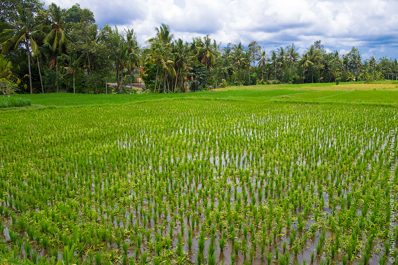Suarti Boutique Village Ubud – аутентичные виллы в яванском стиле на Бали