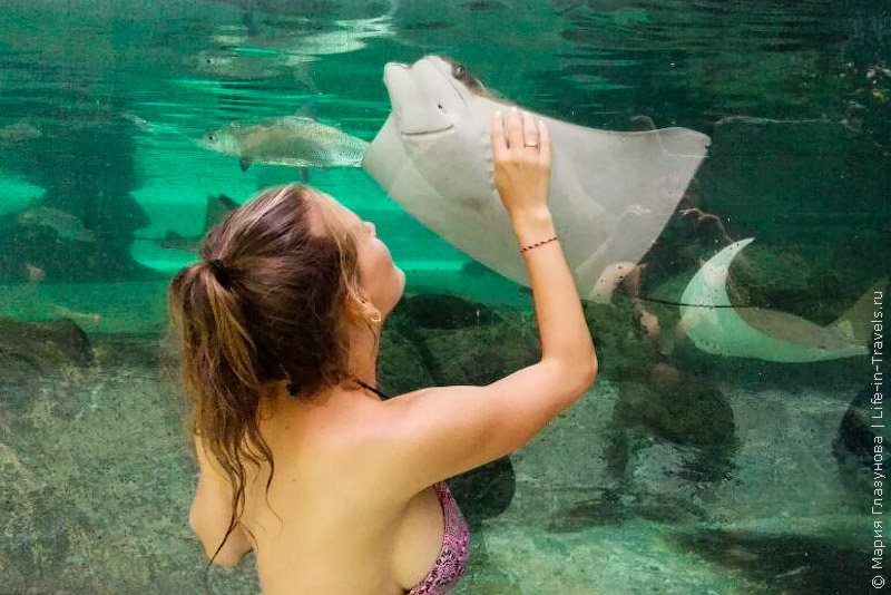 Adventure Cove Waterpark – аквапарк для детей в Сингапуре Adventure Cove Waterpark – аквапарк для детей в Сингапуре